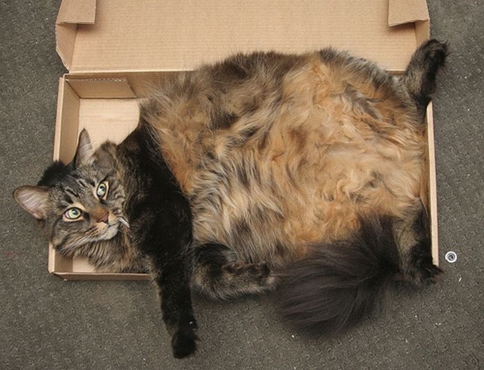 cat-sleeping-in-the-box-09