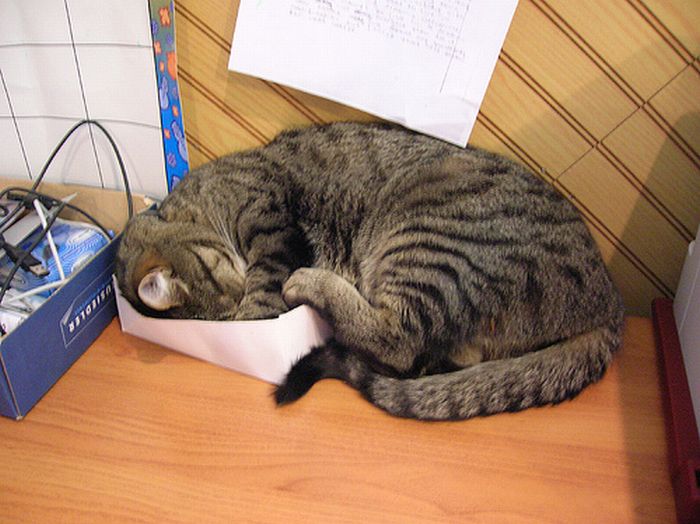 cat-sleeping-in-the-box-22