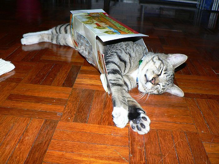 cat-sleeping-in-the-box-23