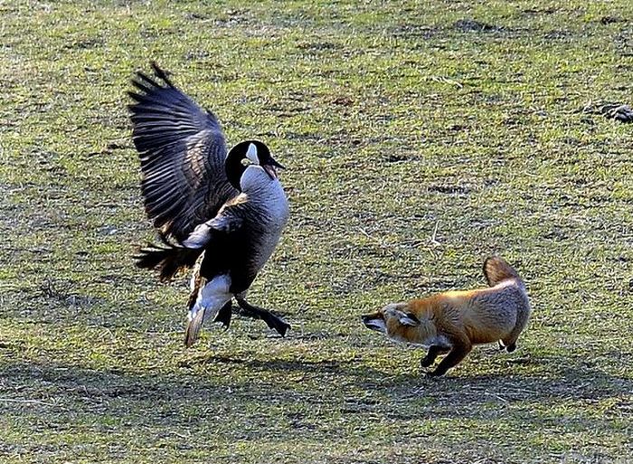 geese-vs-fox-01