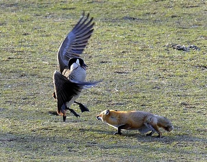 geese-vs-fox-02