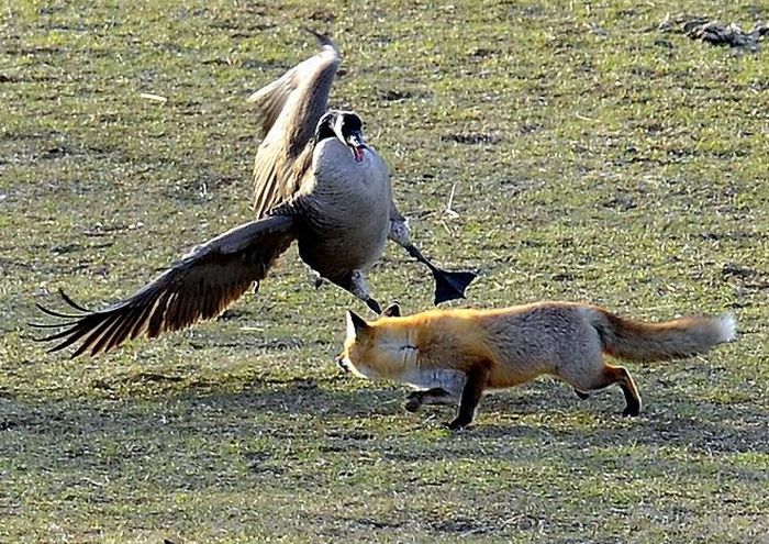 geese-vs-fox-03