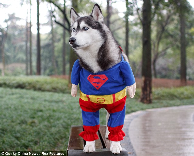 superdog-01