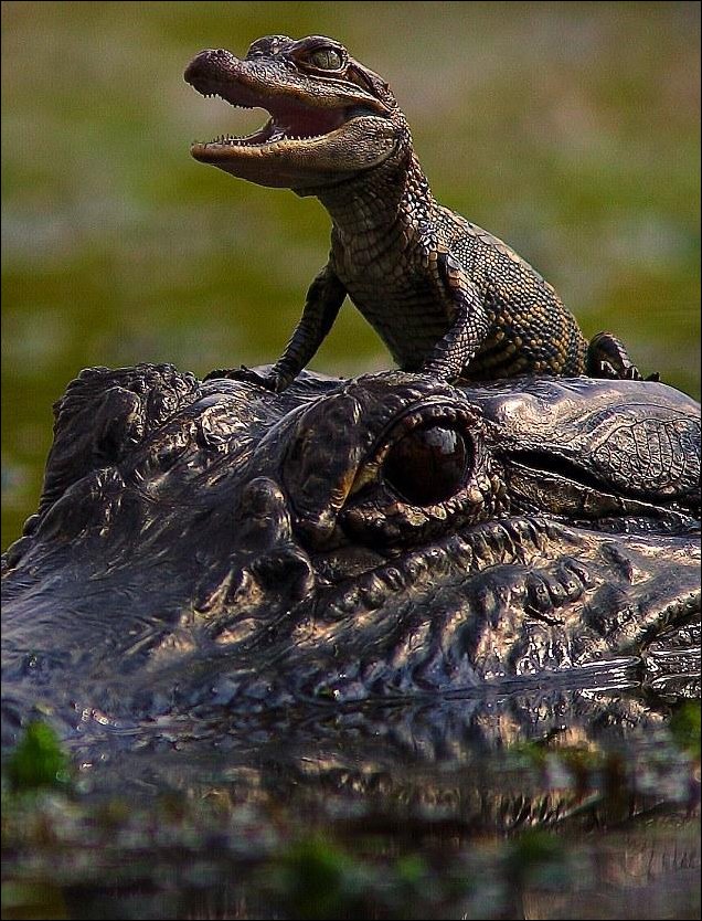 Подборка фотографий Подборка фотографий