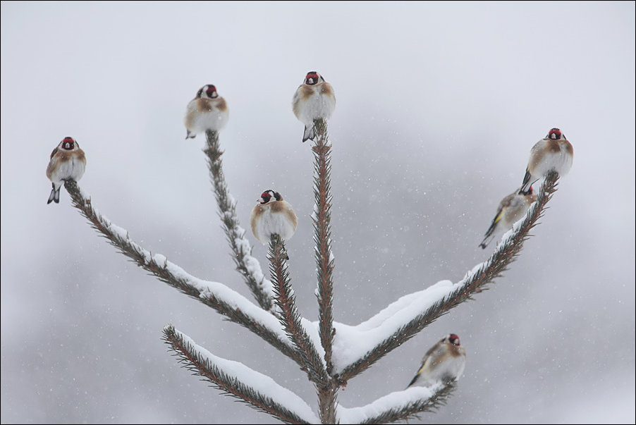 Подборка фотографий Подборка фотографий