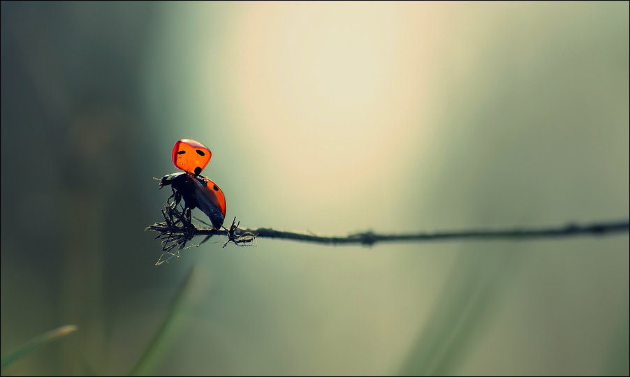 Подборка фотографий Подборка фотографий