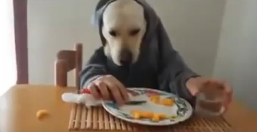Собака ест как человек