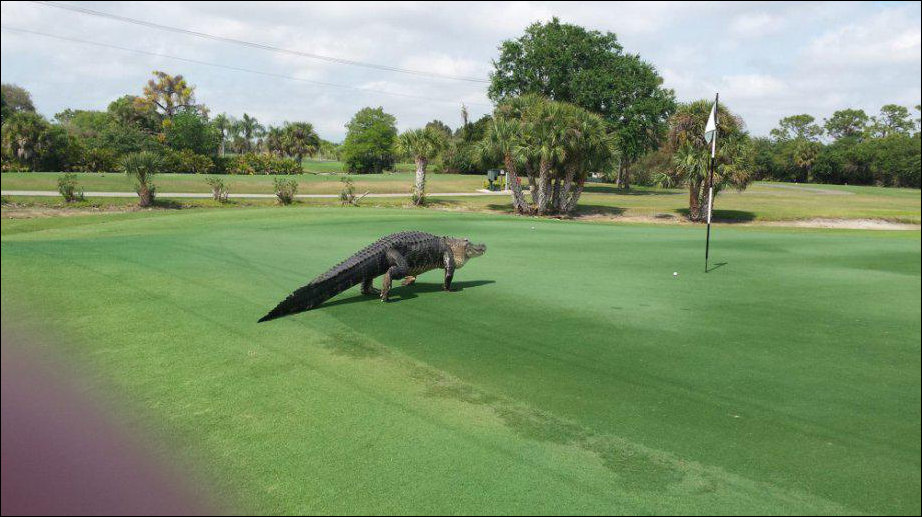 Аллигатор пришел поиграть в гольф