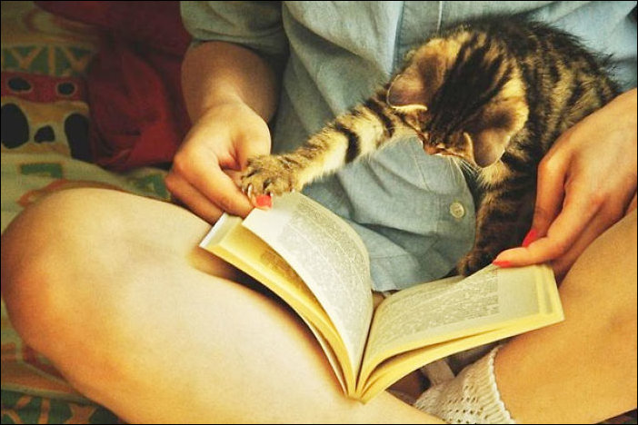 Кот мешает читать