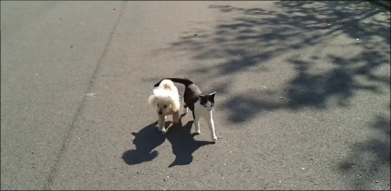 Кот выгуливает слепого пуделя