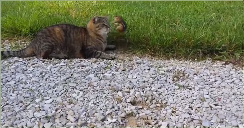Бурундук против кота