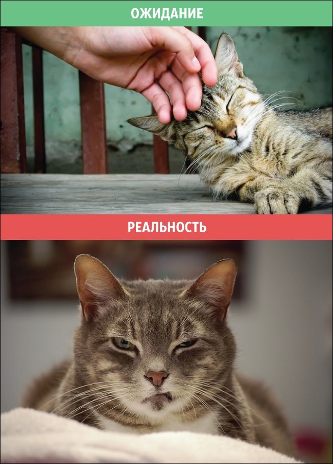 Коты - ожидание и реальность