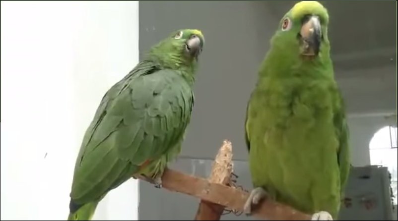 Попугаи поют дуэтом