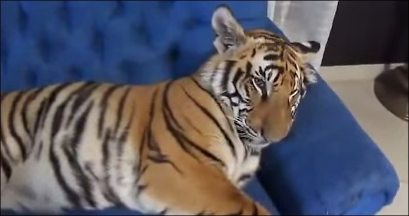 Пробуждение домашнего тигра