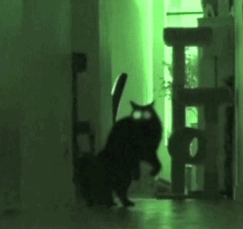 cats-scary-013.gif