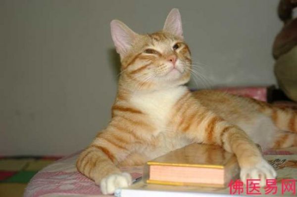 reading-cat-01