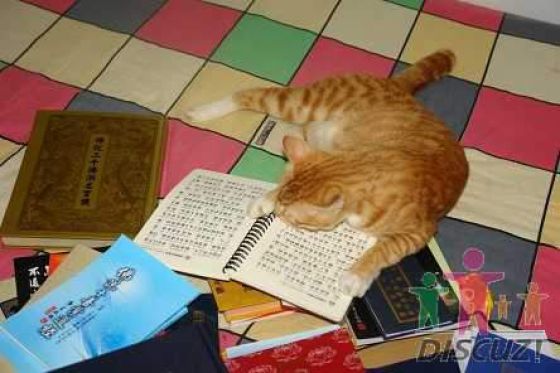 reading-cat-03