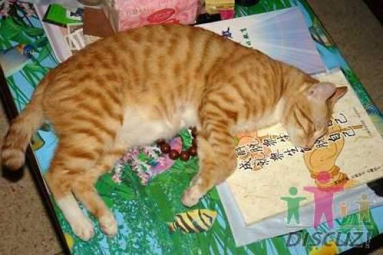 читающий кот reading-cat-04