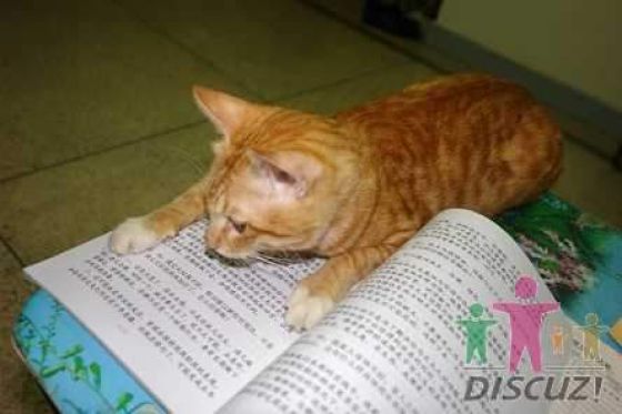 reading-cat-06
