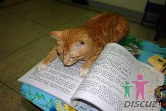 reading-cat-07