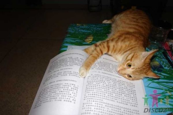 reading-cat-09