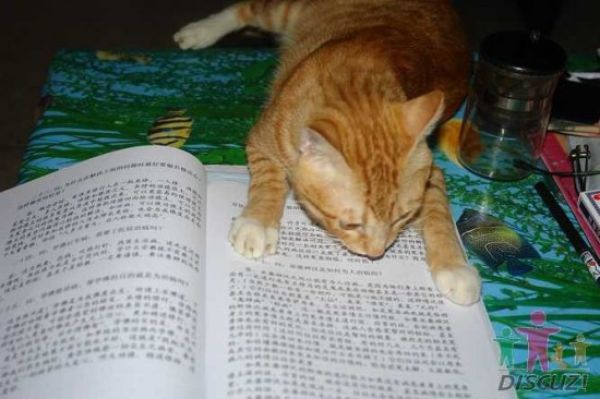 читающий кот reading-cat-10