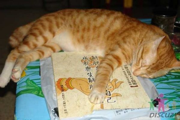 reading-cat-11