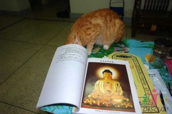 reading-cat-12