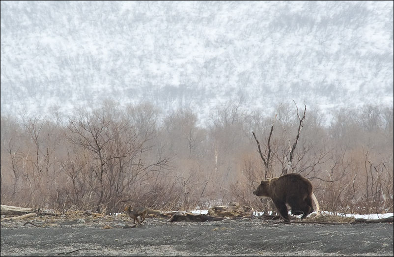 медведь и лисица