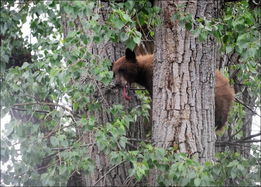 Медведь упал с дерева