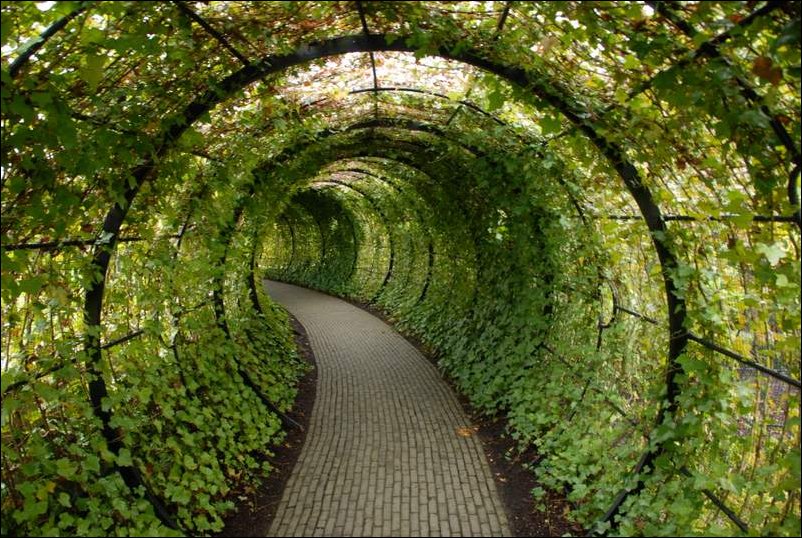 Зеленый тоннель