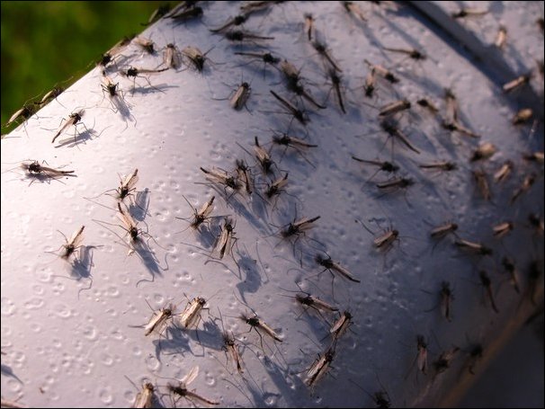 Огромные тучи комаров
