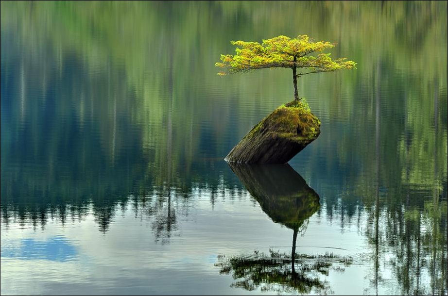 Одинокое дерево посреди озера в Канаде