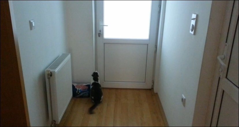 Кот открывает пять дверей чтобы выйти на прогулку
