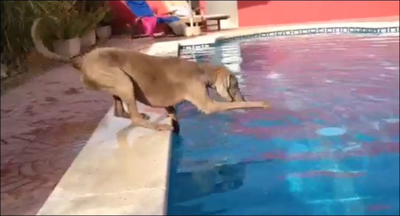 Собака достает фрисби из бассейна