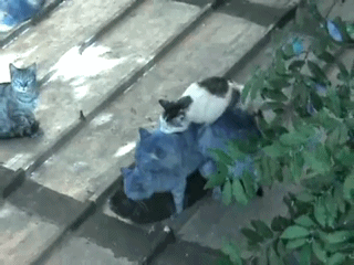 Прикольные гифки Прикольные гифки