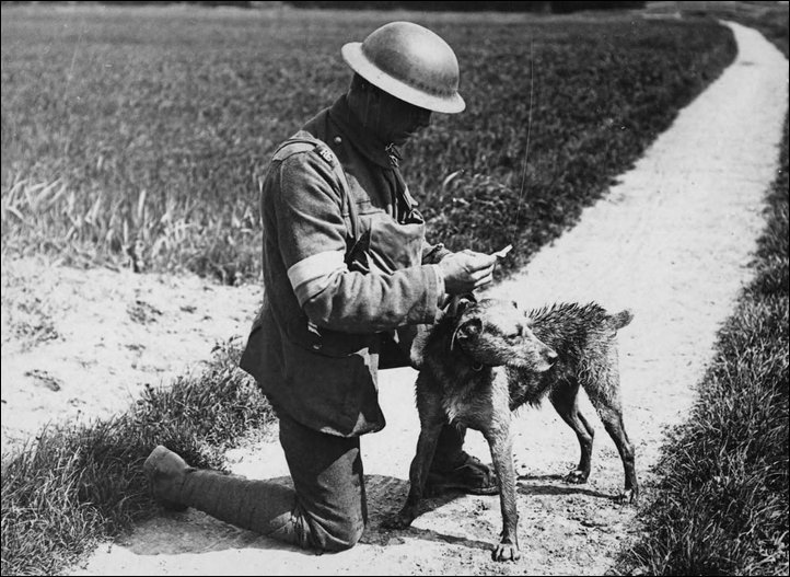 Животные на Первой Мировой Войне