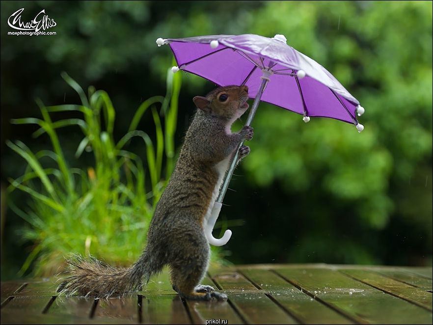 Белка с зонтиком