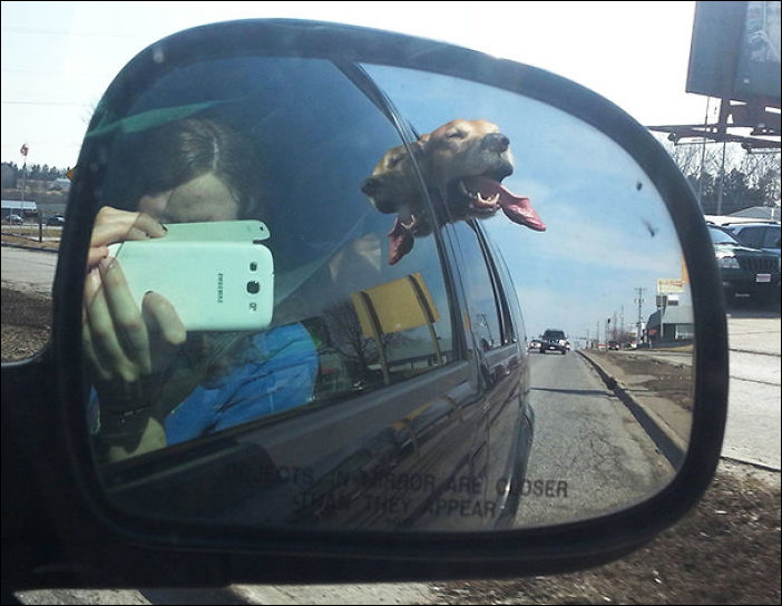 Собаки обожающие кататься на машинах