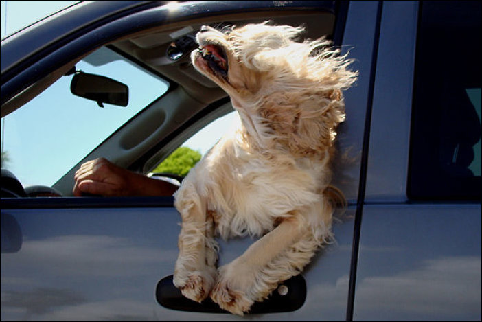 Собаки обожающие кататься на машинах