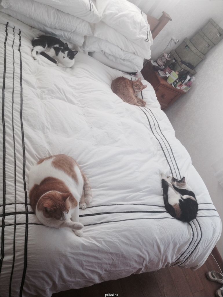 Фото приколы Фото приколы