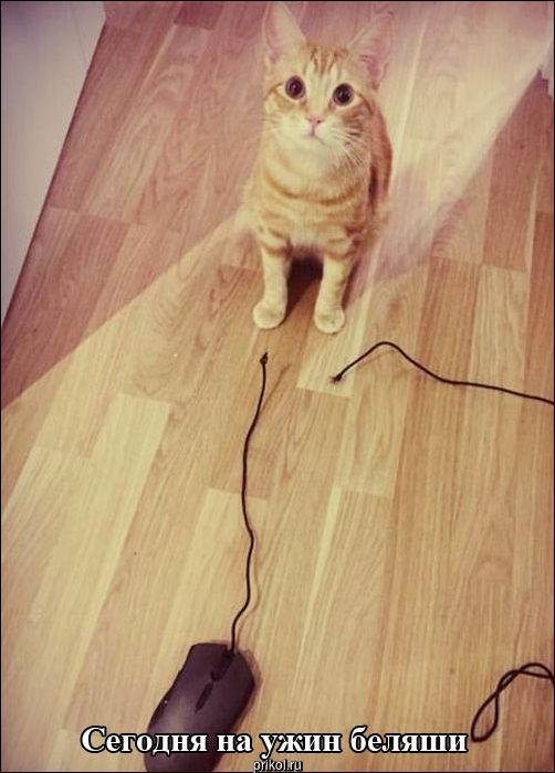 Фото приколы Фото приколы