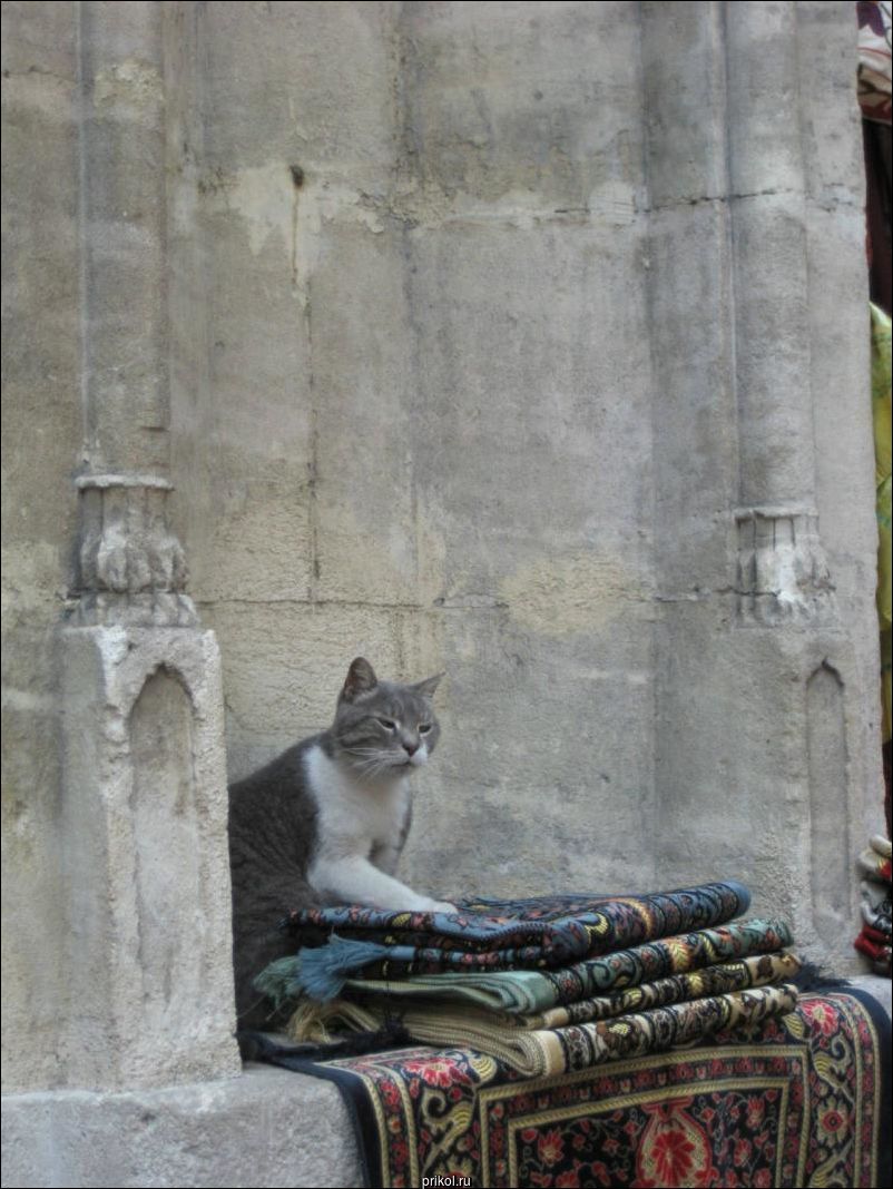 Фото приколы Фото приколы