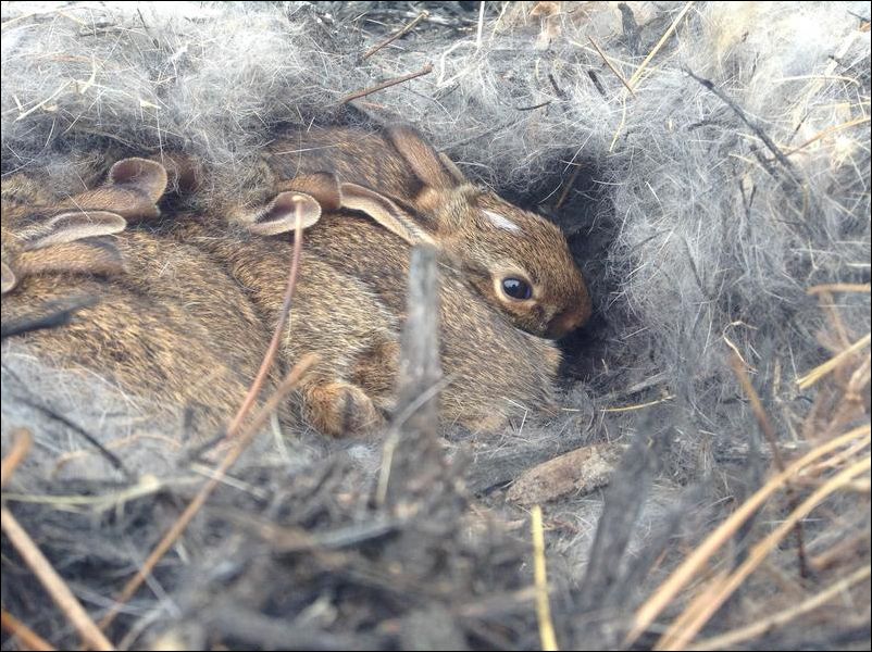 Кролики устроили гнездо