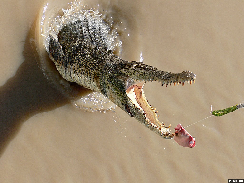 croc-feeding-02