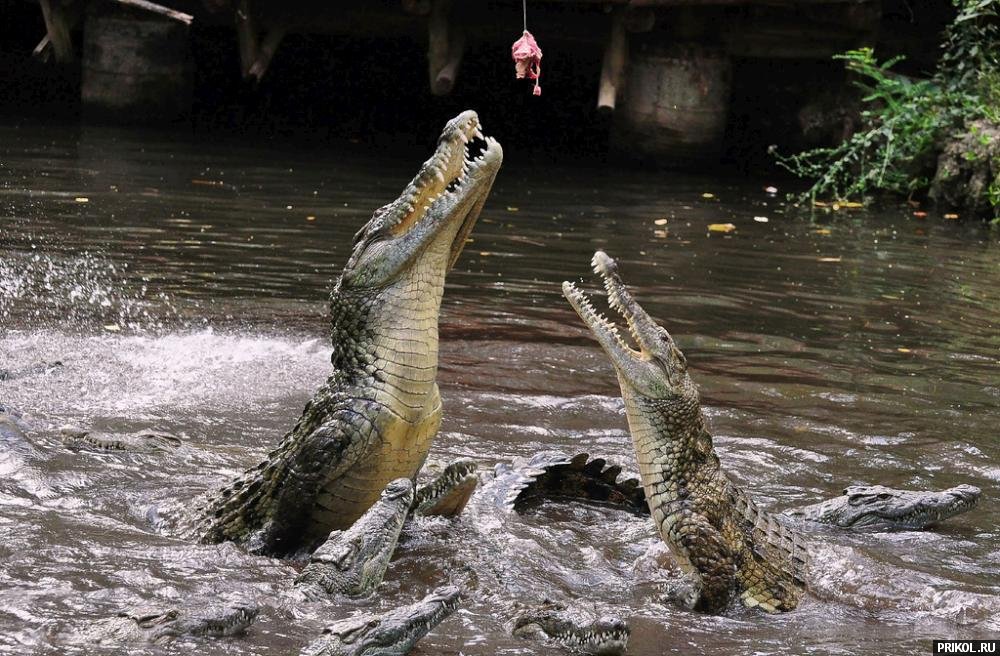 croc-feeding-10
