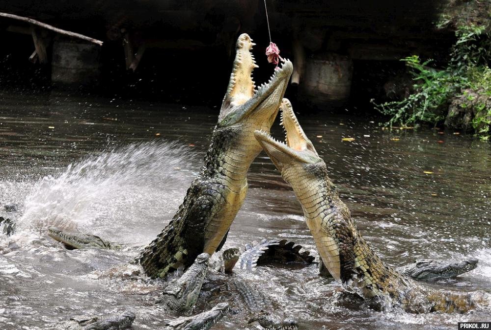 croc-feeding-11