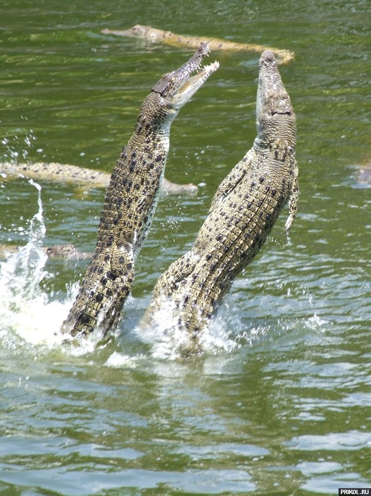 croc-feeding-16