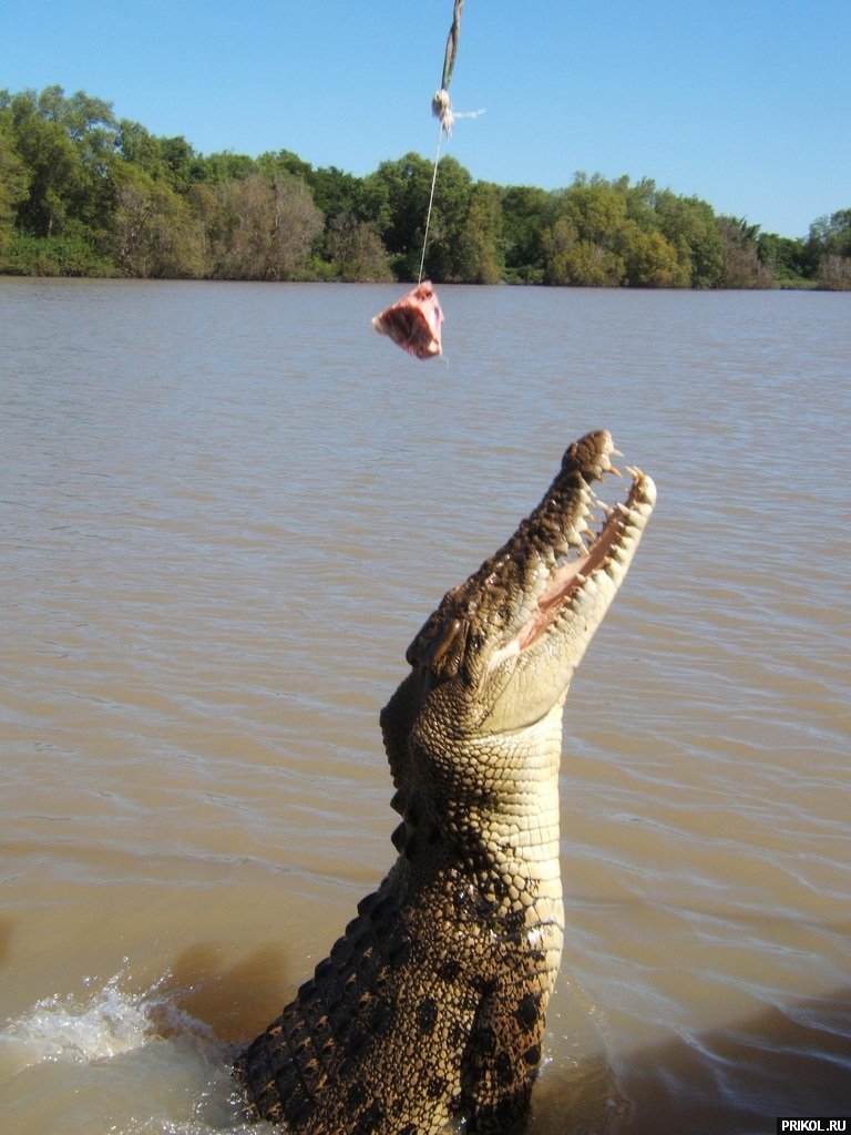 croc-feeding-18