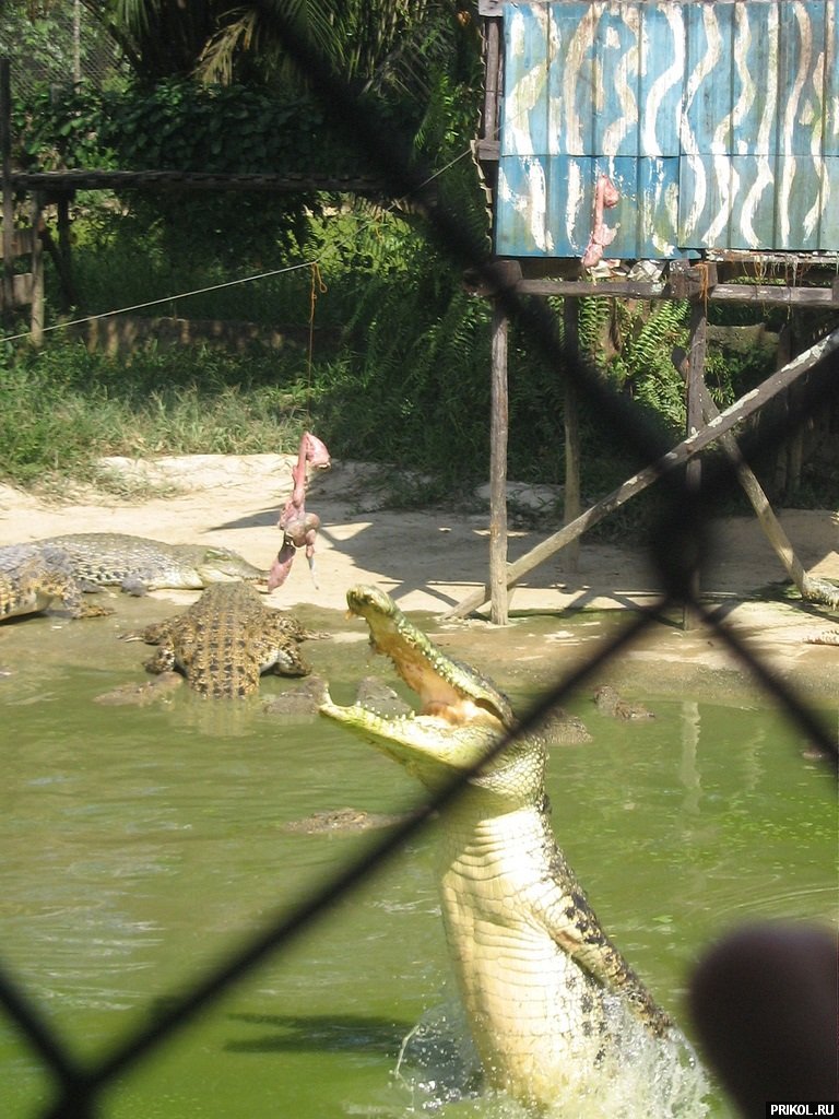croc-feeding-19